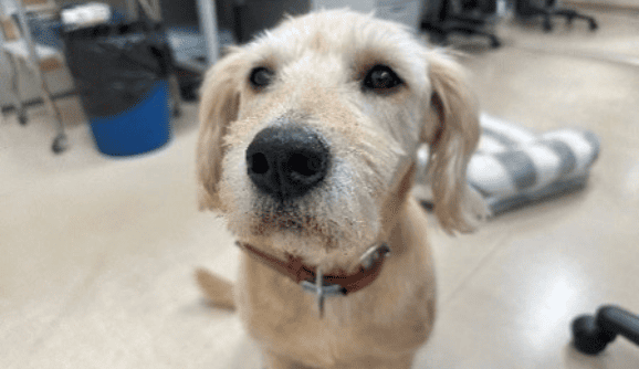 太郎という名前の犬の画像